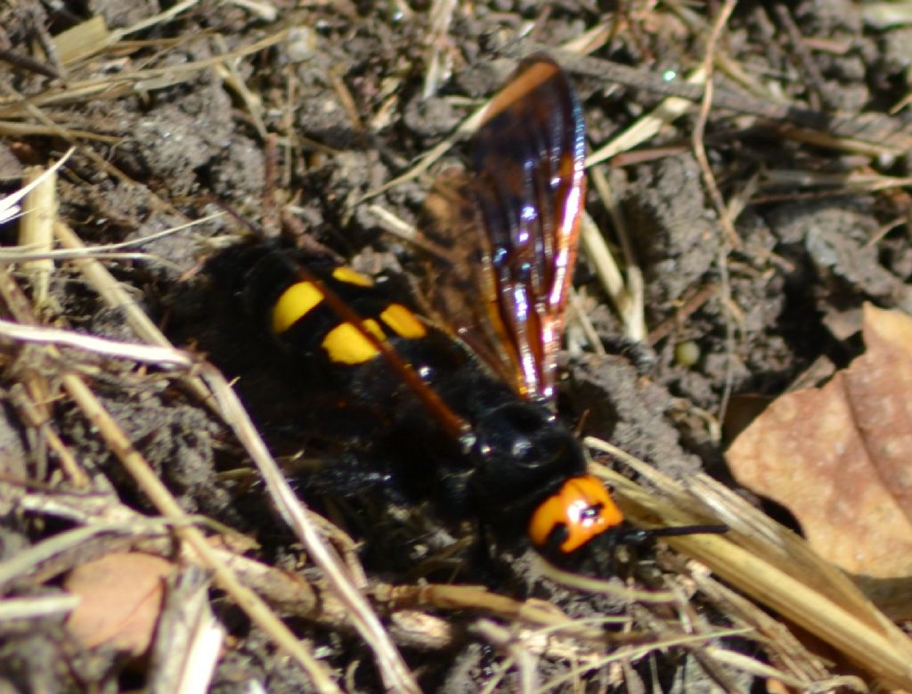 Megascolia maculata flavifrons